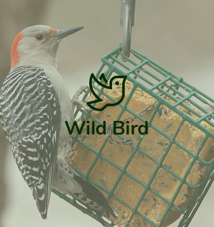 wild-bird.jpg